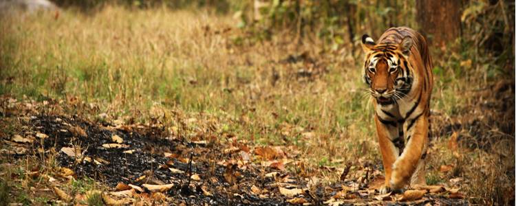 Kanha National Park Kanha National Park
